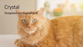  Presentation with long hair - Amazing presentation theme having persa cats - beautiful ginger long hair cat backdrop and a  colored foreground