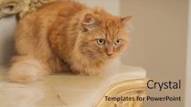  Presentation with long term care home - PPT theme consisting of persa cats - beautiful ginger long hair cat background and a  colored foreground