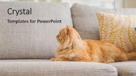  Presentation with long hair - Presentation theme consisting of persa cats - beautiful ginger long hair cat background and a light gray colored foreground