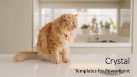  Presentation with long term care home - Beautiful PPT layouts featuring persa cats - beautiful ginger long hair cat backdrop and a  colored foreground