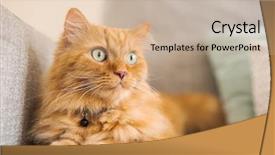  Presentation with long hair - Audience pleasing slide deck consisting of persa cats - beautiful ginger long hair cat backdrop and a  colored foreground