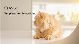  Presentation with long hair - PPT theme with persa cats - beautiful ginger long hair cat background and a  colored foreground