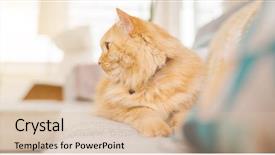  Presentation with long term care home - Amazing PPT layouts having persa cats - beautiful ginger long hair cat backdrop and a  colored foreground