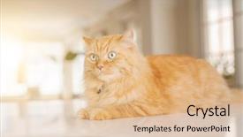  Presentation with long hair - Colorful slide deck enhanced with persa cats - beautiful ginger long hair cat backdrop and a  colored foreground