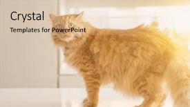  Presentation with long hair - Theme having persa cats - beautiful ginger long hair cat background and a  colored foreground