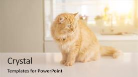  Presentation with long term care home - Audience pleasing PPT layouts consisting of persa cats - beautiful ginger long hair cat backdrop and a  colored foreground