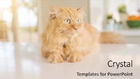  Presentation with long term care home - Slides enhanced with persa cats - beautiful ginger long hair cat background and a  colored foreground