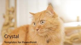  Presentation with long hair - Beautiful slides featuring persa cats - beautiful ginger long hair cat backdrop and a yellow colored foreground