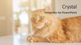  Presentation with long term care home - Amazing PPT theme having persa cats - beautiful ginger long hair cat backdrop and a  colored foreground