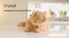  Presentation with long hair - PPT theme with persa cats - beautiful ginger long hair cat background and a lemonade colored foreground