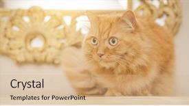  Presentation with long hair - Slide set featuring persa cats - beautiful ginger long hair cat background and a coral colored foreground