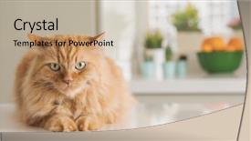  Presentation with long hair - Cool new slide deck with persa cats - beautiful ginger long hair cat backdrop and a mint green colored foreground