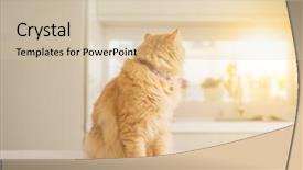  Presentation with long hair - Colorful presentation theme enhanced with persa cats - beautiful ginger long hair cat backdrop and a  colored foreground