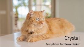  Presentation with long term care home - Presentation theme having persa cats - beautiful ginger long hair cat background and a  colored foreground