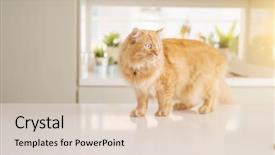  Presentation with long hair - Amazing presentation theme having persa cats - beautiful ginger long hair cat backdrop and a  colored foreground