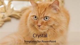  Presentation with long hair - Colorful PPT theme enhanced with persa cats - beautiful ginger long hair cat backdrop and a coral colored foreground