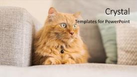  Presentation with long hair - Presentation theme featuring persa cats - beautiful ginger long hair cat background and a  colored foreground