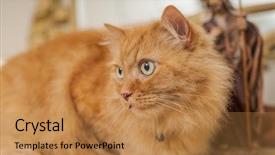  Presentation with long term care home - Presentation design enhanced with persa cats - beautiful ginger long hair cat background and a coral colored foreground