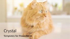  Presentation with long hair - Presentation consisting of persa cats - beautiful ginger long hair cat background and a  colored foreground