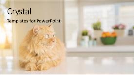 Presentation with long term care home - Beautiful slides featuring persa cats - beautiful ginger long hair cat backdrop and a  colored foreground