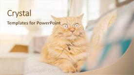  Presentation with long hair - Beautiful slides featuring persa cats - beautiful ginger long hair cat backdrop and a  colored foreground