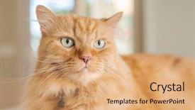  Presentation with long term care home - Audience pleasing theme consisting of persa cats - beautiful ginger long hair cat backdrop and a  colored foreground