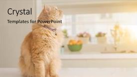  Presentation with long hair - Slides consisting of persa cats - beautiful ginger long hair cat background and a  colored foreground