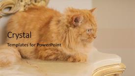  Presentation with long term care home - Colorful slides enhanced with persa cats - beautiful ginger long hair cat backdrop and a gold colored foreground