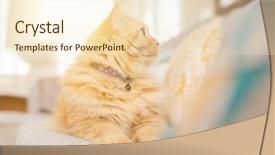  Presentation with long term care home - Slide set enhanced with persa cats - beautiful ginger long hair cat background and a cream colored foreground