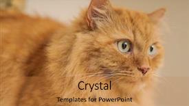  Presentation with long hair - Presentation theme consisting of persa cats - beautiful ginger long hair cat background and a gold colored foreground