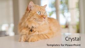  Presentation with long hair - Beautiful slide set featuring persa cats - beautiful ginger long hair cat backdrop and a  colored foreground