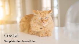  Presentation with long term care home - Presentation design with persa cats - beautiful ginger long hair cat background and a  colored foreground