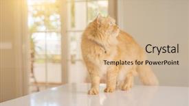  Presentation with long hair - Colorful presentation theme enhanced with persa cats - beautiful ginger long hair cat backdrop and a  colored foreground