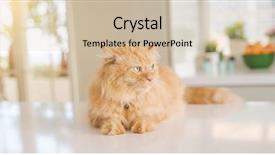  Presentation with long hair - Slide set having persa cats - beautiful ginger long hair cat background and a  colored foreground