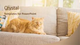  Presentation with long hair - Presentation design featuring persa cats - beautiful ginger long hair cat background and a lemonade colored foreground