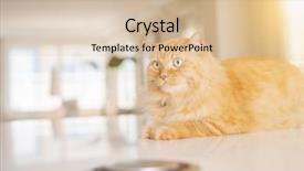  Presentation with ginger - Cool new PPT theme with persa cats - beautiful ginger long hair cat backdrop and a  colored foreground