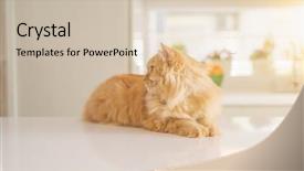  Presentation with long hair - Amazing presentation design having persa cats - beautiful ginger long hair cat backdrop and a  colored foreground