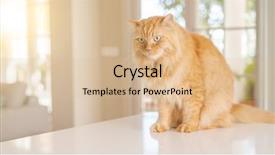  Presentation with long term care home - Presentation theme consisting of persa cats - beautiful ginger long hair cat background and a  colored foreground