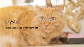  Presentation with long term care home - Presentation design with persa cats - beautiful ginger long hair cat background and a yellow colored foreground