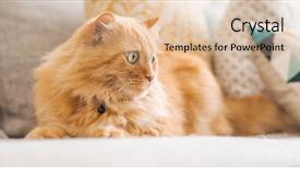  Presentation with long hair - Slide set having persa cats - beautiful ginger long hair cat background and a lemonade colored foreground