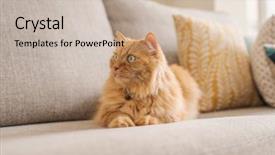  Presentation with long term care home - Colorful PPT theme enhanced with persa cats - beautiful ginger long hair cat backdrop and a mint green colored foreground