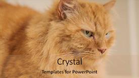  Presentation with long hair - PPT layouts having persa cats - beautiful ginger long hair cat background and a coral colored foreground