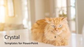  Presentation with long term care home - Audience pleasing slide deck consisting of persa cats - beautiful ginger long hair cat backdrop and a  colored foreground