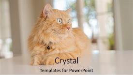  Presentation with long term care home - PPT theme featuring persa cats - beautiful ginger long hair cat background and a  colored foreground