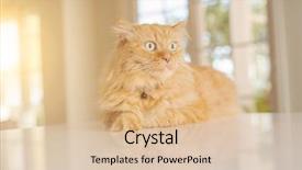  Presentation with long hair - Beautiful presentation design featuring persa cats - beautiful ginger long hair cat backdrop and a  colored foreground