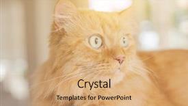  Presentation with long term care home - Presentation theme with persa cats - beautiful ginger long hair cat background and a  colored foreground