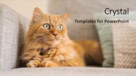  Presentation with long hair - Colorful presentation enhanced with persa cats - beautiful ginger long hair cat backdrop and a mint green colored foreground