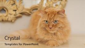  Presentation with long hair - Presentation featuring persa cats - beautiful ginger long hair cat background and a coral colored foreground