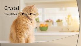  Presentation with long hair - Presentation with persa cats - beautiful ginger long hair cat background and a soft green colored foreground