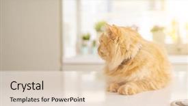  Presentation with long term care home - Presentation enhanced with persa cats - beautiful ginger long hair cat background and a lemonade colored foreground